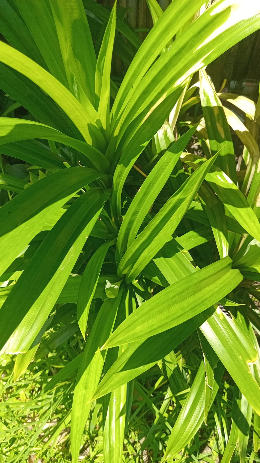 Daun Pandan