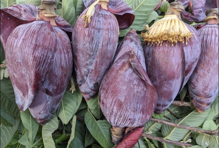 Ontong Pisang Kepok