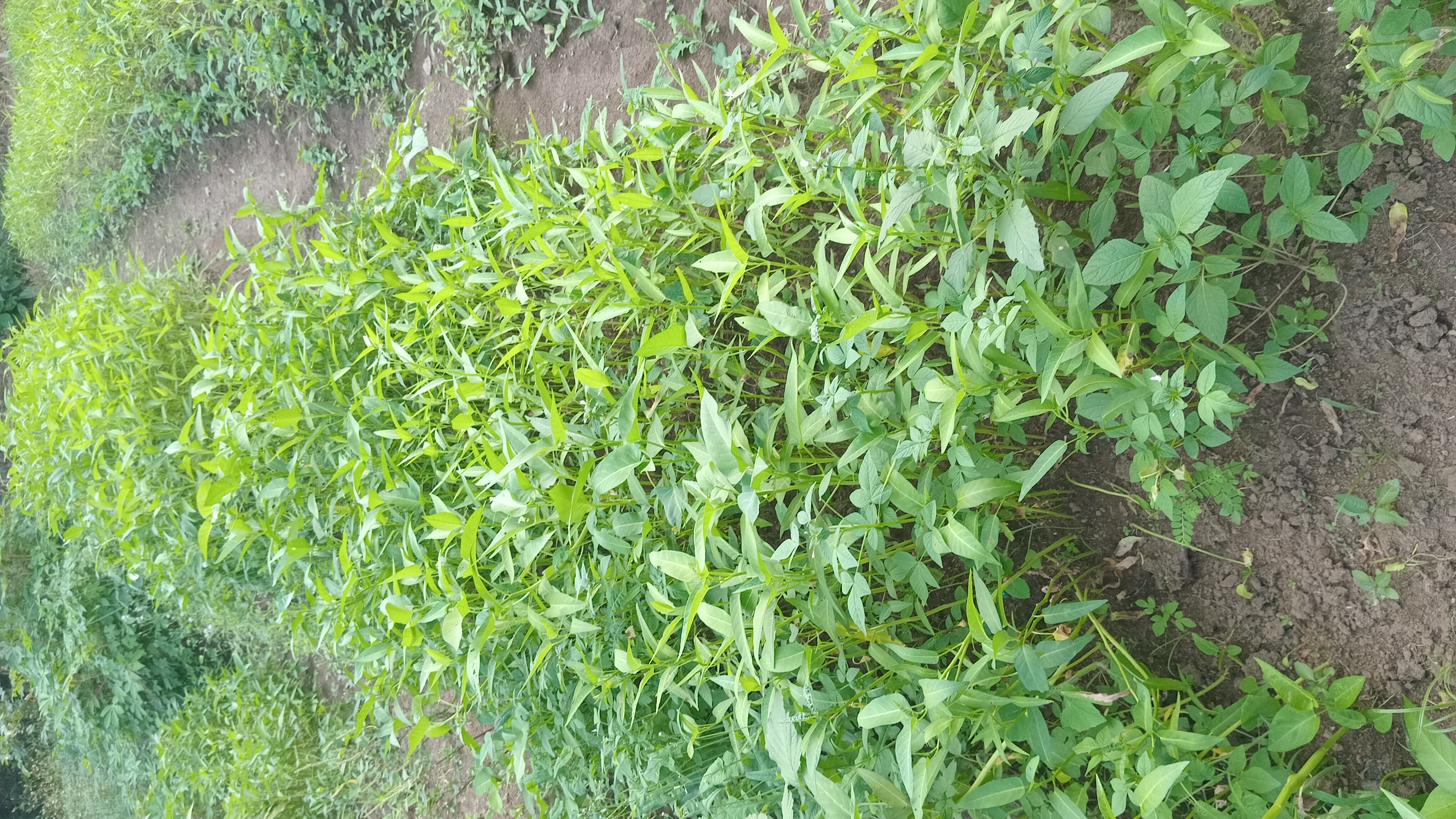 Kangkung