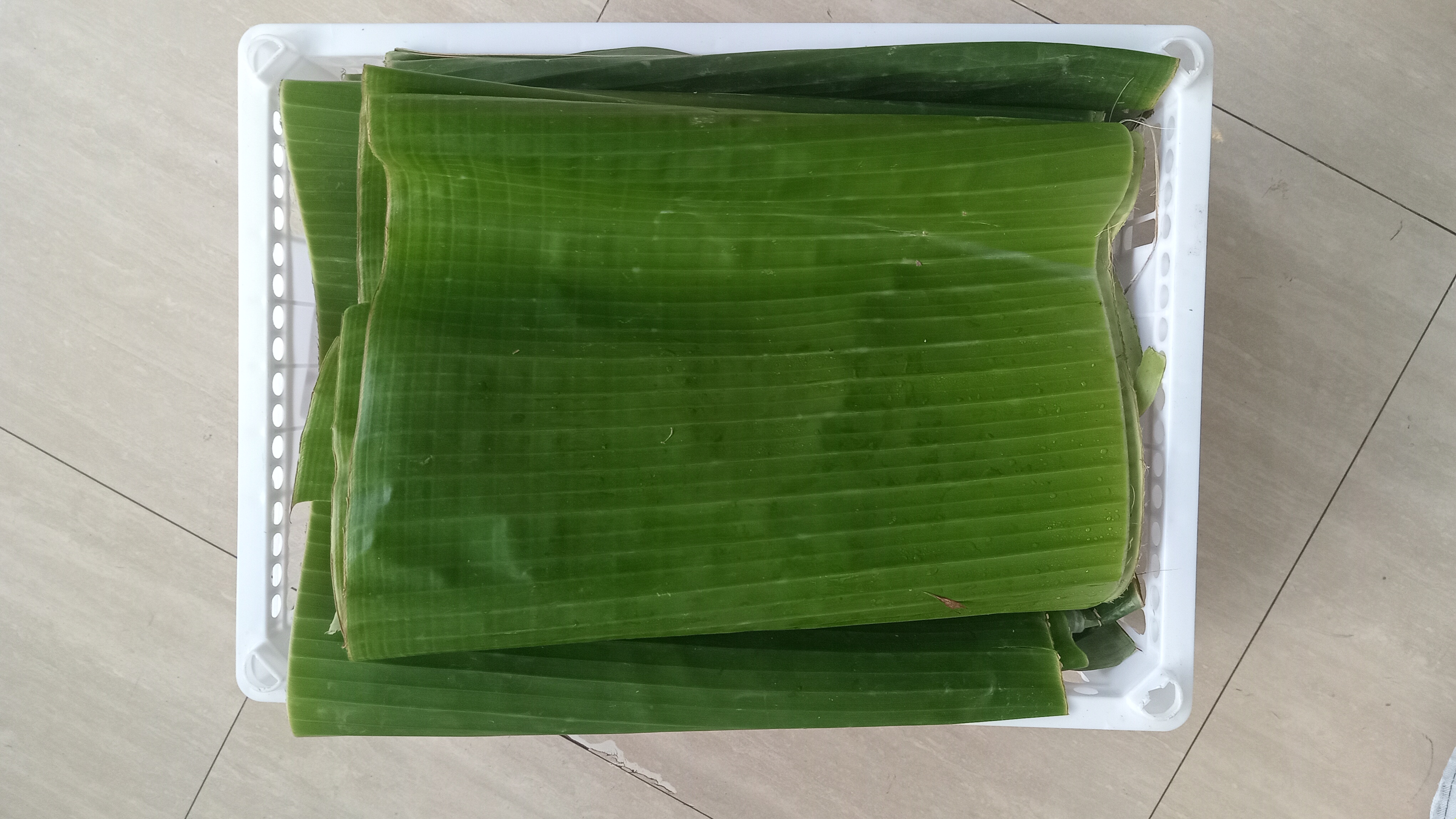Daun Pisang Kepok