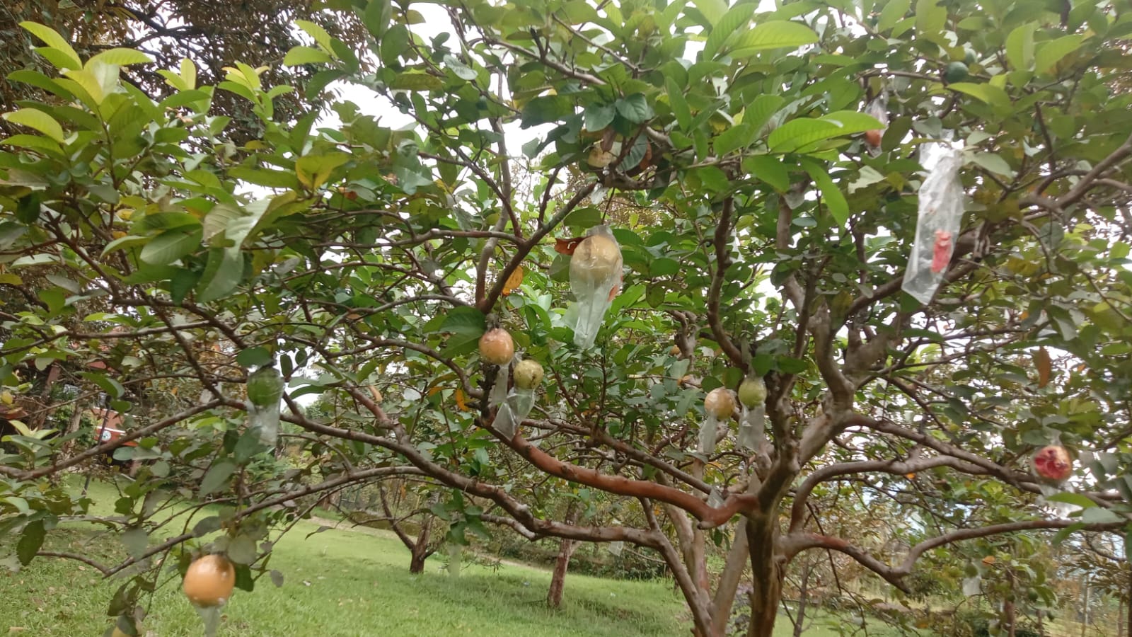 Jambu Merah