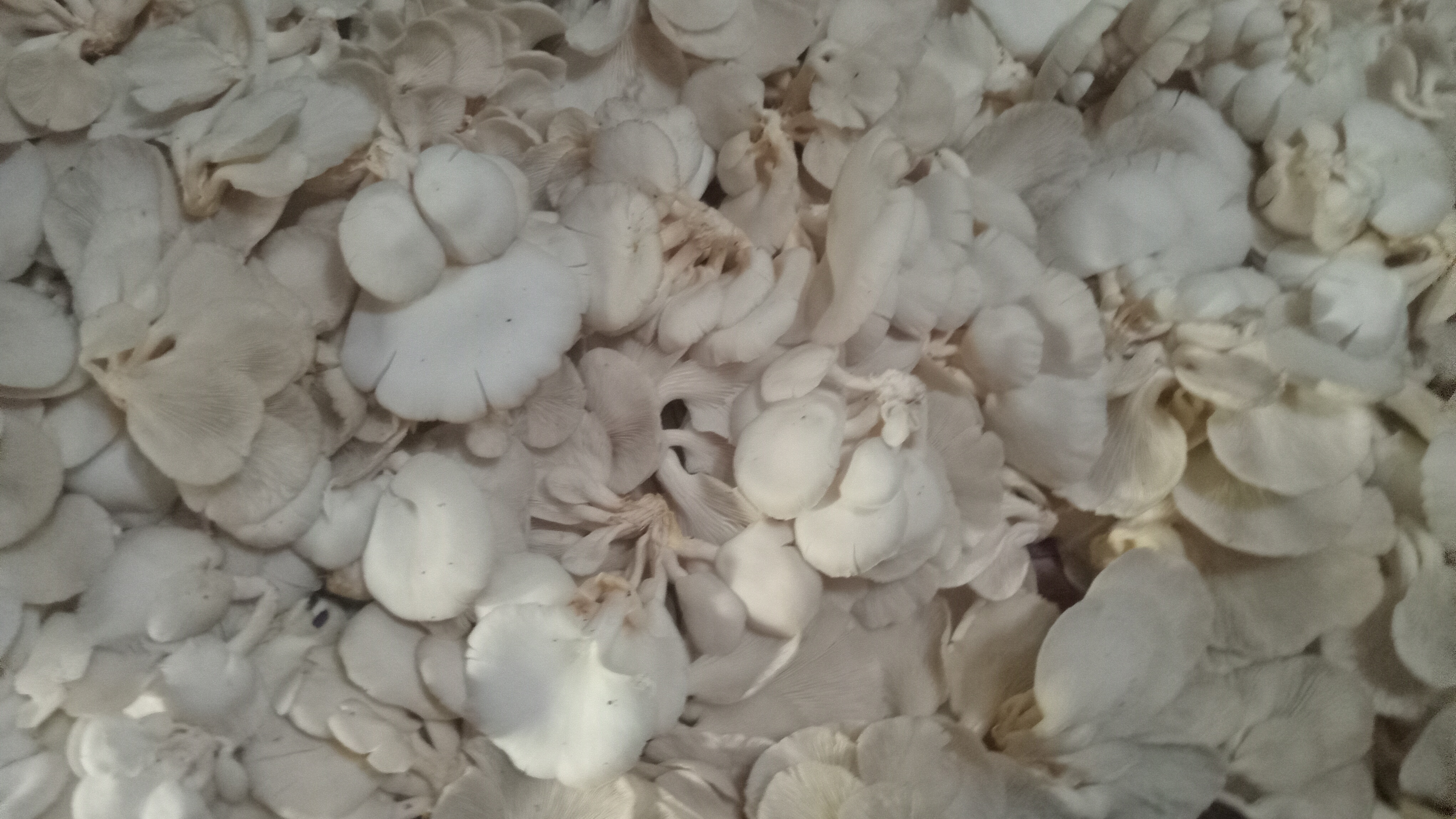 Jamur Tiram
