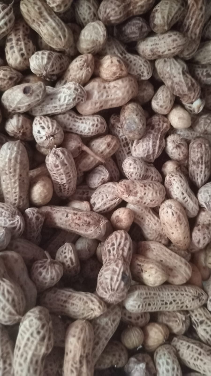 Kacang Tanah