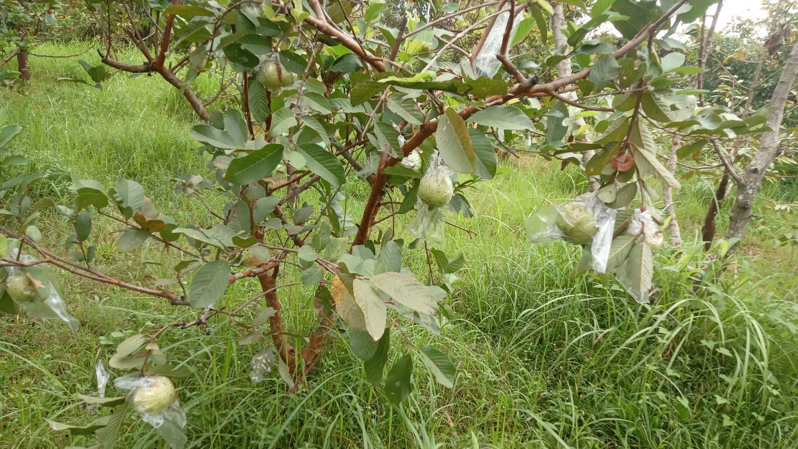 Jambu Kristal