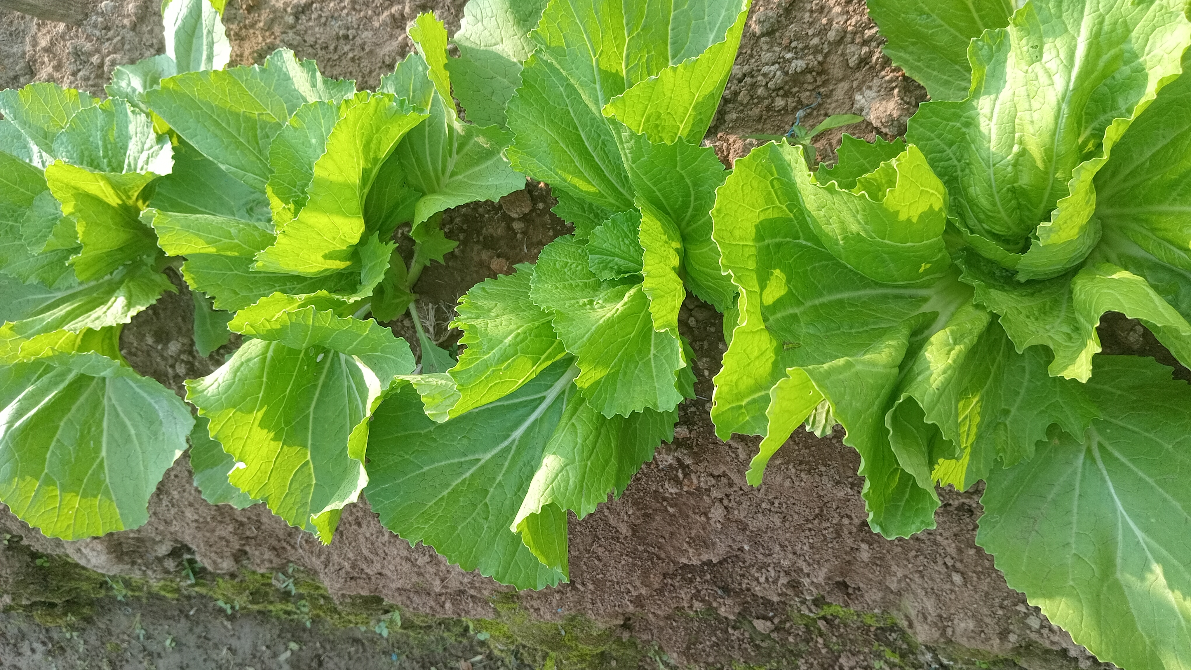 Sawi Pait / Marokot