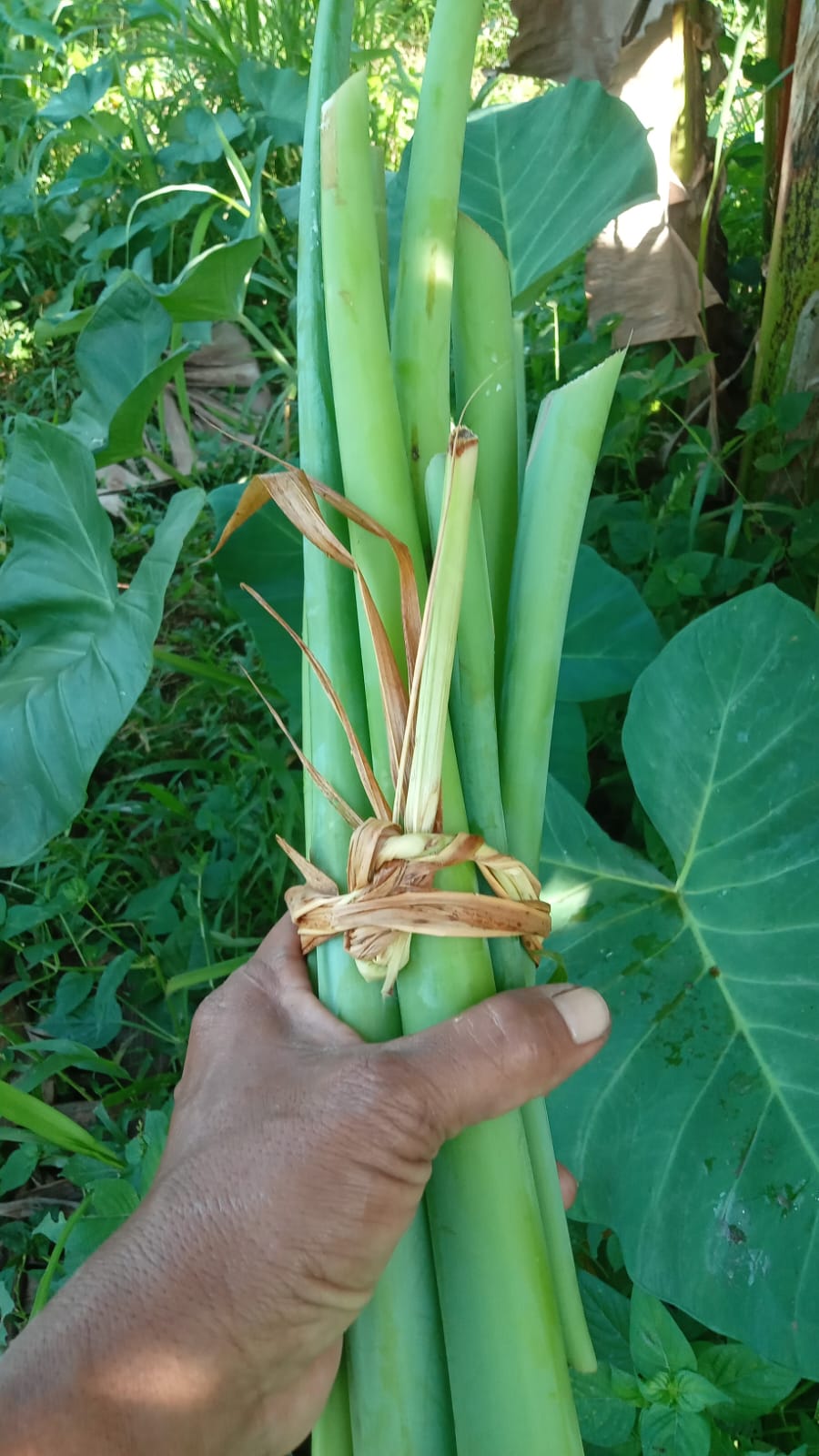 Lompong